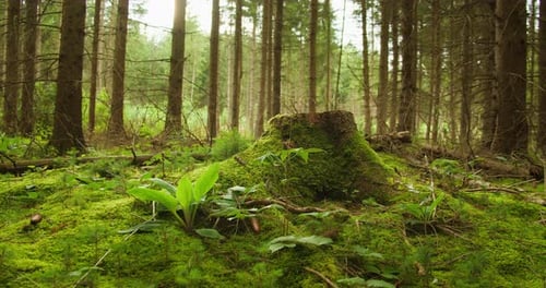A tree stump covered in moss stands in the middle of a dense forest in Arbor Day.