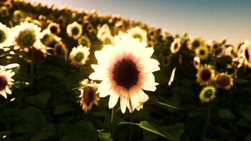 Sunflower Field During the Sunset