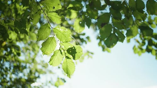 4K slow motion shot of a tree branch moving through the wind, with the leaves showing the sun light