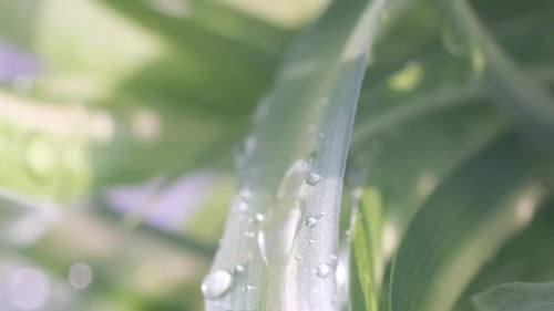 Rainwater Drops Fall Onto Lush Green Grass Each Drop Adorned with a Fresh Leaf Creating a Nature