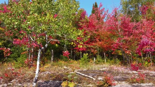 Push in tilt up along shimmering quaking aspen leaves to red hues of maples in autumn