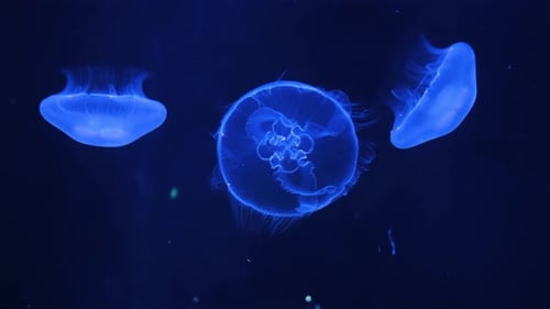 Blaue Quallen treiben im Meerwasser