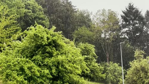 monzón de verano en un bosque