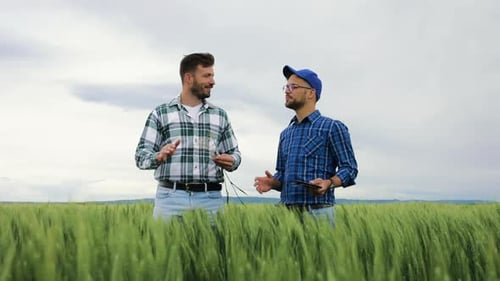 Two farmers standing in green wheat field examining crop during the cloudy day.