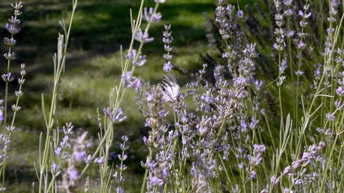 Butterfly flapping wings and take-off from plants