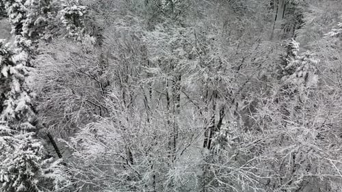 Taking Off Over a Snowy Forest