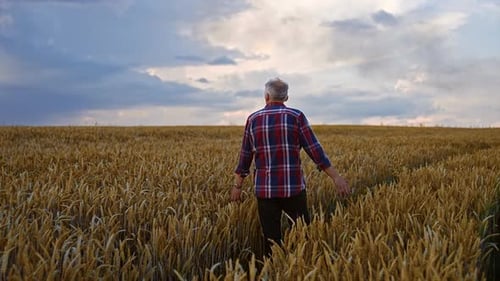 Rear view of a man wearing checkered shirt walking by the wheat field.
