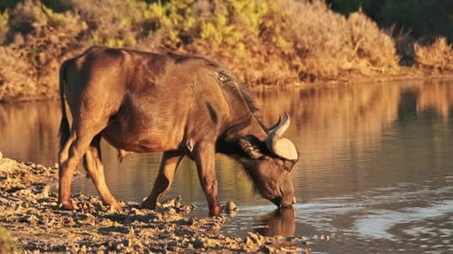 Water Buffalo Drinking at Lake During Golden Hour