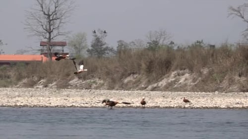 Ruddy Shelducks prend son envol dans le parc national de Chitwan, dans la région sud du Népal, à faible altitude