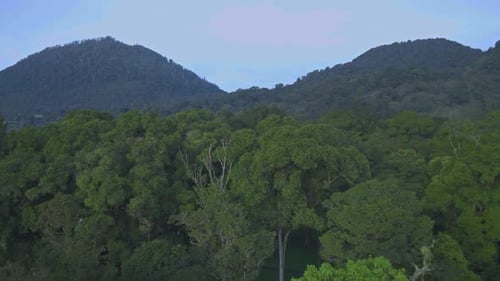 Misty Mountain Forest in Early Morning