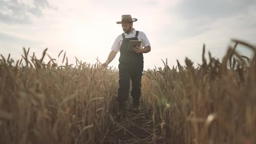 Farmer Walking in Golden Rye Field Viewing Ripe Ears Using Modern Tablet Cinematic Slow Motion Shot