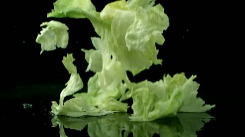 Fresh green lettuce falling in slow motion