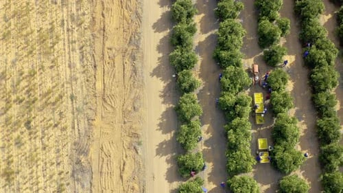 Citrus harvesting season is in full swing