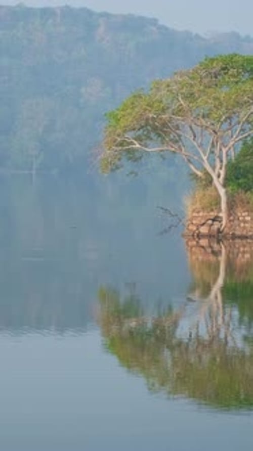 Lac Padma Talao avec oiseaux, crocodile volant, parc national flottant de Ranthambore, Rajasthan, Inde