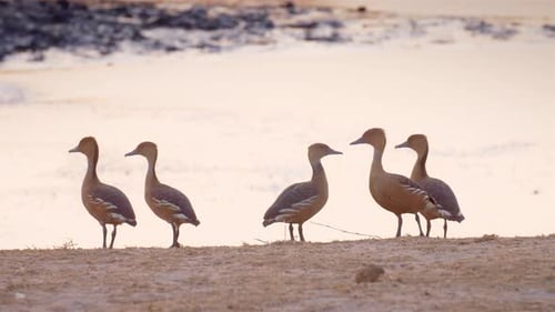 Fulvus whistling ducks near waterhole, Africa