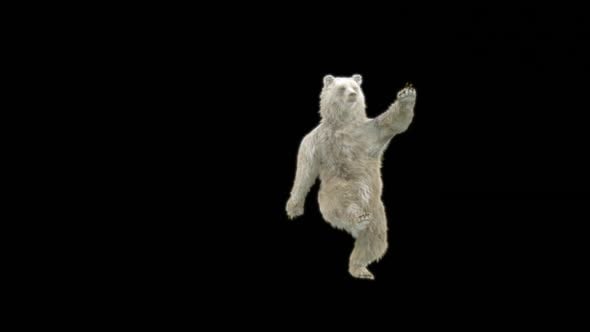 77 Urso dançante de hip hop HD , Animação gráfica Incluindo: 3d rendem ...