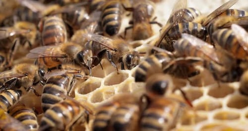 Honey Bees working on honeycomb close-up shot. Bees are best known to humans for their ecological
