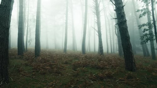 Der schöne Wald im Nebel in der Herbstsaison in den Bergen
