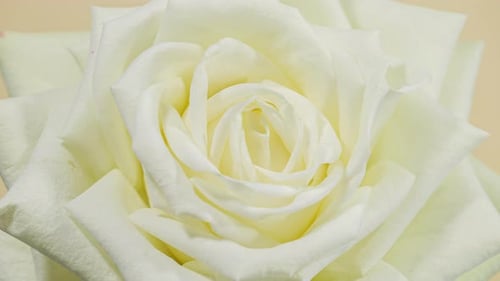 Flor aberta de rosa verde amarela em fundo de Time Lapse. O broto se abre e floresce em uma
flor grande