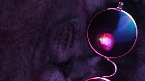Gray Cat with Glasses and Disco Ball Reflection