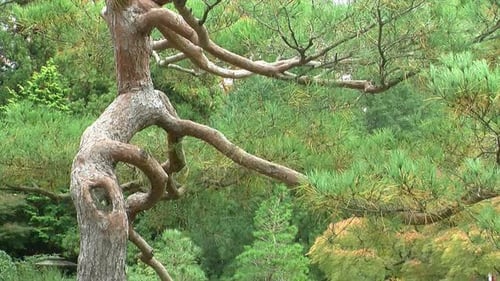 Pine tree with graceful branches in Japanese garden. Illustrates niwaki style.