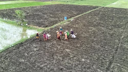 Farmers' activities in the fields in preparing the land for immediate planting of plants