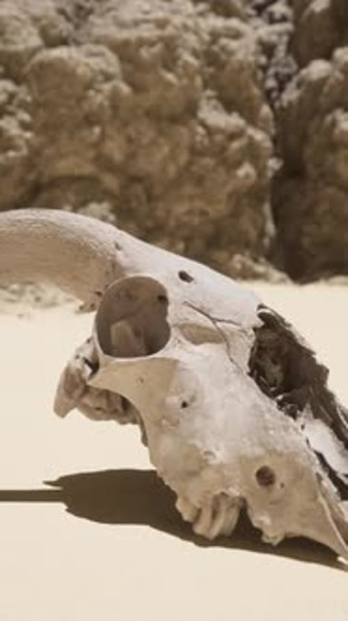 A Large Animal Skull Laying on Top of a Sandy Beach