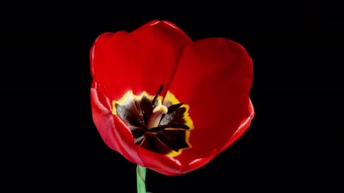 Red Tulip Blooms in Time Lapse on a Black Background. Spring Symbol Blooming in Timelapse