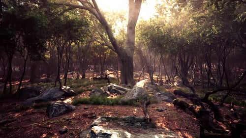 Sunlight Filtering Through Trees in a Tranquil Forest During Golden Hour