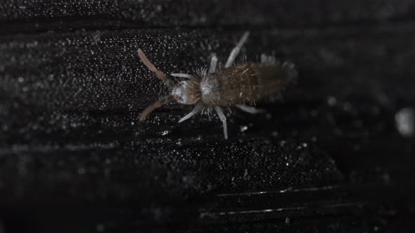 Springtail Moving on Black Textured Background, Nature Stock Footage ft ...