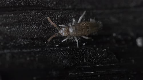 Springtail Moving on Black Textured Background