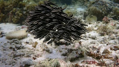 Close up on juveniles striped eel catfish form dense ball-shaped school in a shallow reef. Moalboal,