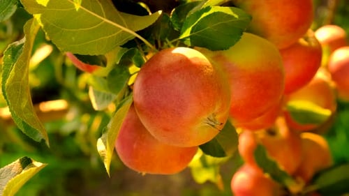 Apple Harvest on a Tree in an Orchard Selective Focus