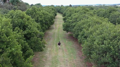 Lone Walker on Grassy Tree Lined Path