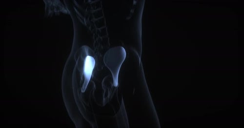 Human Hip Bone Anatomy Highlight 3D Medical Animation