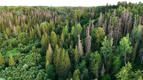 Aerial View of Dense Green Forest