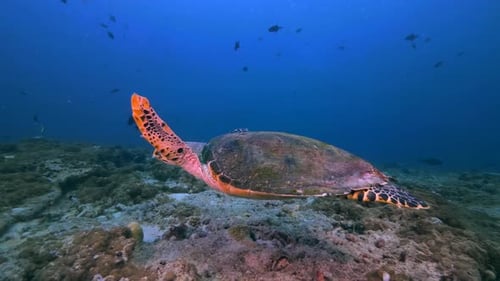 Beautiful Sea Turtle Swimming Over Coral Reef in Deep Blue Ocean