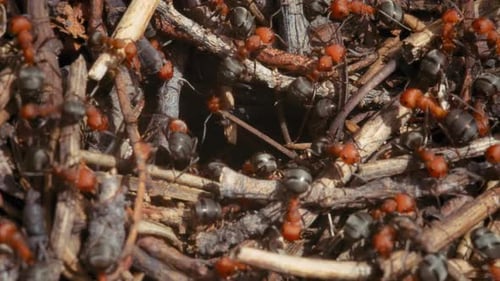 The colony of ants crawling in the woods