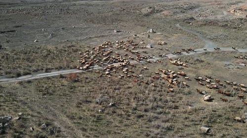 Aerial Mountainous View Picturesque Natural Farm Landscape with Fluffy White Herd of Sheep Grazing