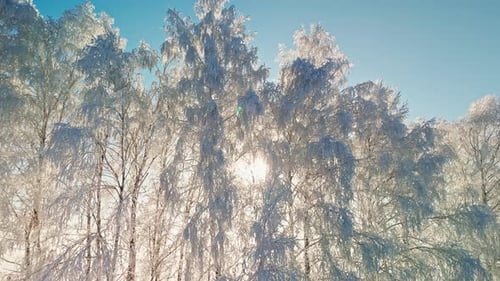 Beautiful Winter Landscape with Frosted Trees and Sunlight Shining Through