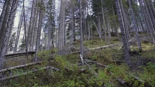 Umgestürzte Baumstämme im Wald