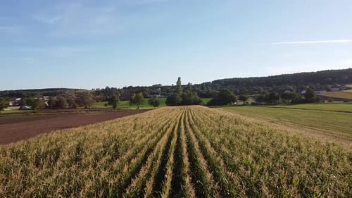 Drone flies close over a corn field in summer