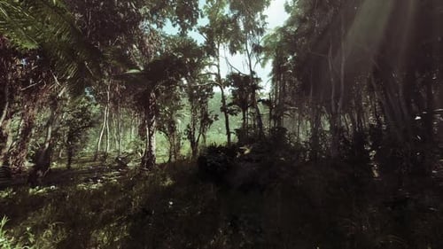 Lush Green Jungle in Vietnam with Sunlight Filtering Through Dense Foliage
