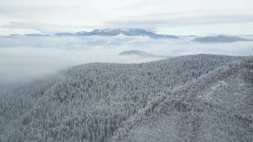 Drohnen-Luftaufnahme der wunderschönen Winterlandschaft in den Bergen mit schneebedeckten Pinien.