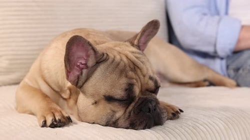 Adorable French bulldog lying on a couch resting