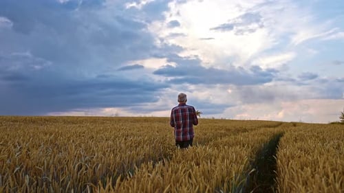 Aged farmer going through the beautiful field of ripe wheat.