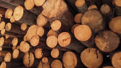 Cut Logs Piled in Winter Forest