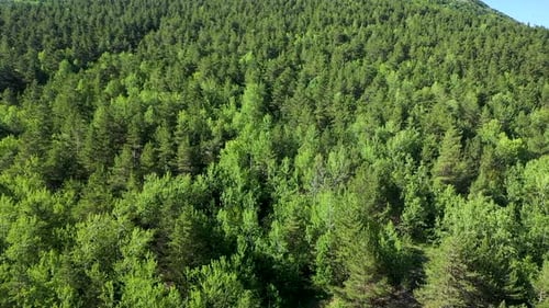Vista aérea da colina verde coberta de árvores