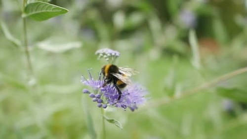 Hummel sitzt auf einer blauen Blume und fliegt davon