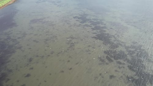 White Birds Fly on Sea
